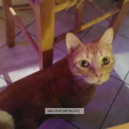 Photo 1/1 Globule Chat lost in Nimes