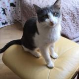 Picture of cat lost at Mitry Mory