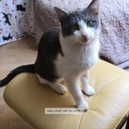 Photo 1/1 Grisou Chat lost in Mitry mory