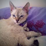 Picture of cat lost at Vulleurbanne