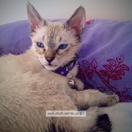 Photo 1/4 JESSE Chat lost in Vulleurbanne