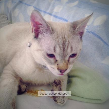 Photo 2/4 JESSE Chat lost in Vulleurbanne