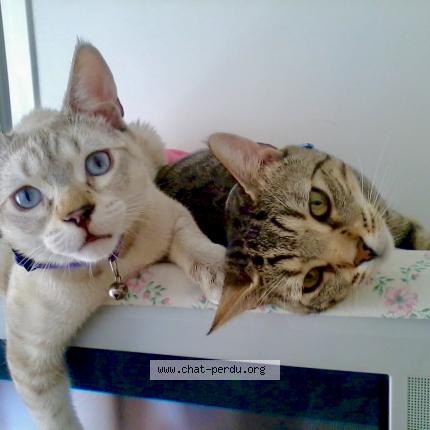 Photo 3/4 JESSE Chat lost in Vulleurbanne