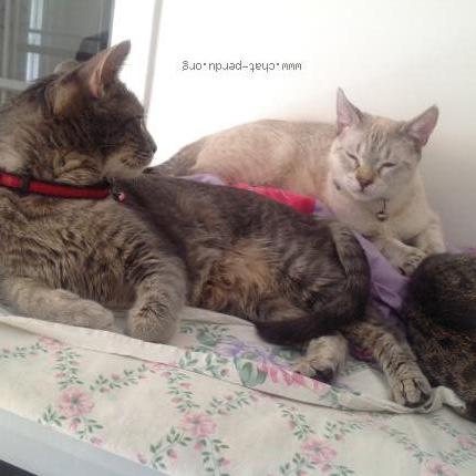 Photo 4/4 JESSE Chat lost in Vulleurbanne