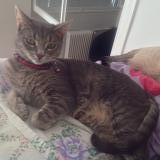 Picture of cat lost at Brignais