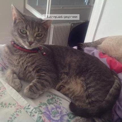 Photo 1/5 HADA Chat lost in Brignais