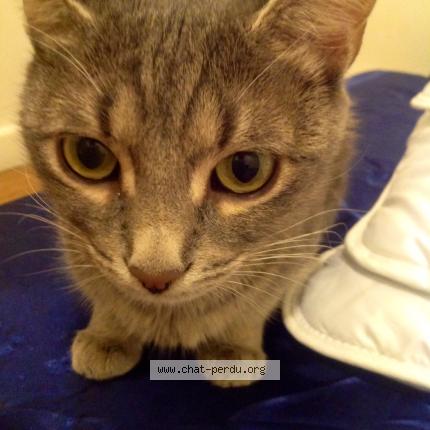 Photo 2/5 HADA Chat lost in Brignais