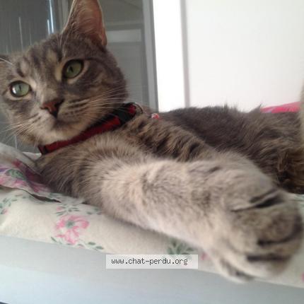 Photo 3/5 HADA Chat lost in Brignais