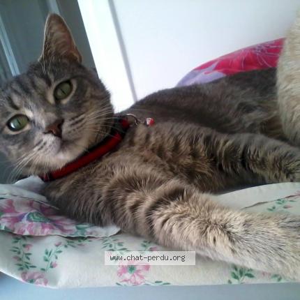 Photo 4/5 HADA Chat lost in Brignais