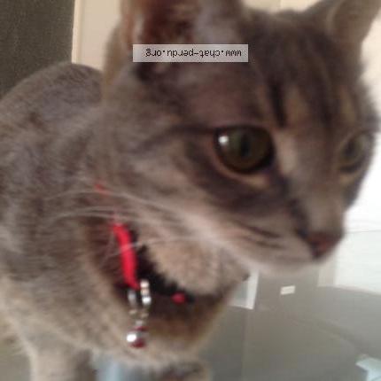 Photo 5/5 HADA Chat lost in Brignais