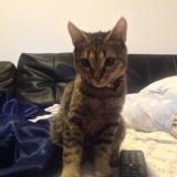 Picture of cat lost at Brignais