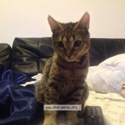 Photo 1/4 DANA Chat lost in Brignais