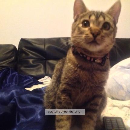 Photo 2/4 DANA Chat lost in Brignais