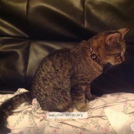 Photo 3/4 DANA Chat lost in Brignais