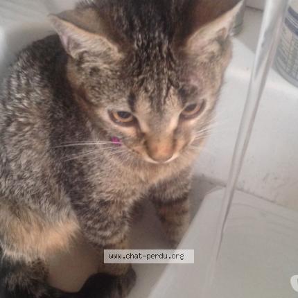 Photo 4/4 DANA Chat lost in Brignais