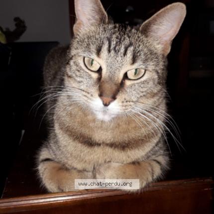 Photo 1/1 JORJY Chat lost in Ales