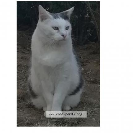 Photo 1/2 Kim Chat lost in Creteil