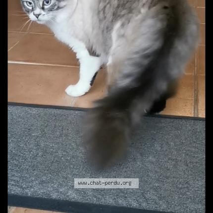 Photo 1/1 MOON Chat lost in Cipieres