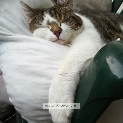 Photo 1/1 Jeanne Chat lost in Creteil