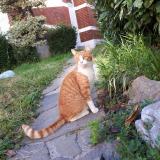 Picture of cat lost at Bruxelles