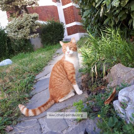 Photo 1/1 Caramel Chat lost in Bruxelles