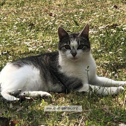 Photo 1/1 Iris Chat lost in Septfonds