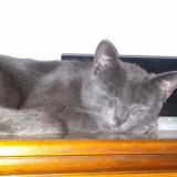 Picture of cat lost at Boncourt Le Bois