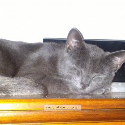 Photo 1/1 Harley Chat lost in Boncourt le bois