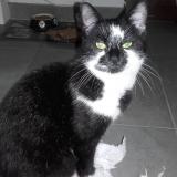 Picture of cat lost at Montmorency