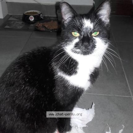 Photo 1/1 NOIRAUDE Chat lost in Montmorency