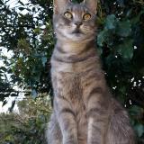 Picture of cat lost at Pessac