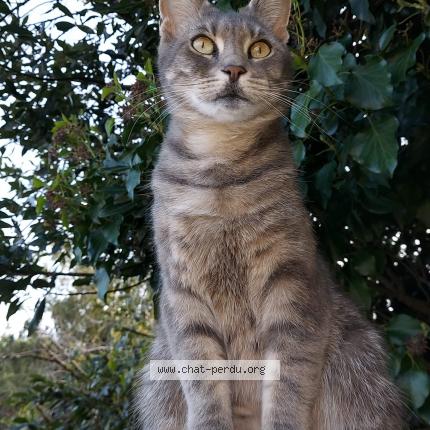 Photo 1/1 Nora Chat lost in Pessac