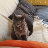 Picture of cat lost at Tours