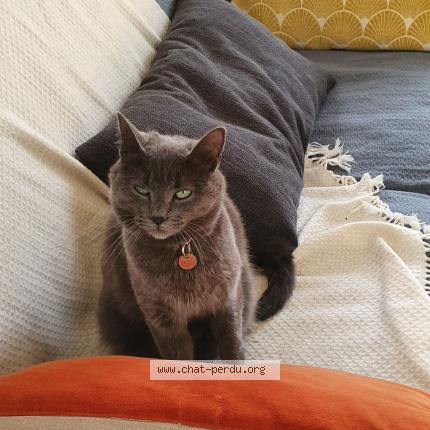 Photo 1/1 Popie Chat lost in Tours