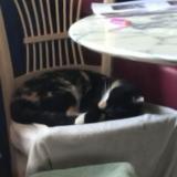 Picture of cat lost at Lagrand