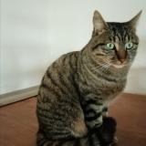 Picture of cat lost at Quarre Les Tombes