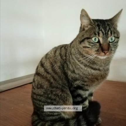 Photo 1/1 Platon Chat lost in Quarre les tombes