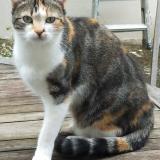 Picture of cat lost at Nantes