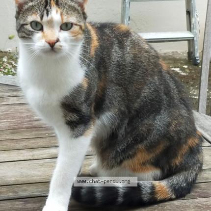 Photo 1/1 Pixel Chat lost in Nantes