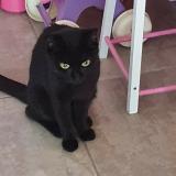 Picture of cat lost at Villefranche Sur Saone