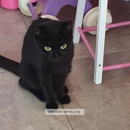 Photo 1/1 Cash Chat lost in Villefranche sur saone