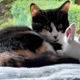 Picture of cat lost at Essars