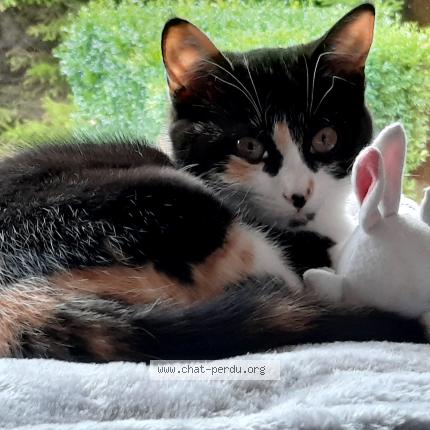 Photo 1/1 RINA Chat lost in Essars