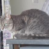 Picture of cat lost at St Berthevin