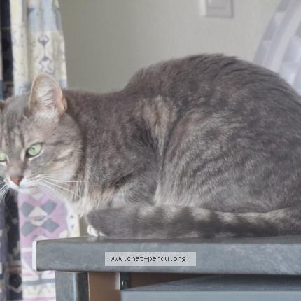 Photo 1/1 Cosette Chat lost in St berthevin