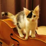 Picture of cat lost at Fontaines Saint Martin