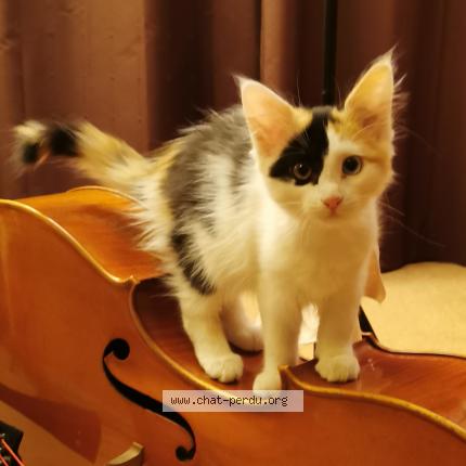 Photo 1/1 Doulcy Chat lost in Fontaines saint martin