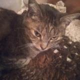 Picture of cat lost at Pruillie Le Chetif