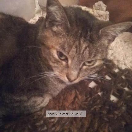 Photo 1/1 MOUSTIQUE Chat lost in Pruillie le chetif