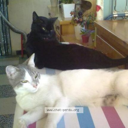 Photo 1/1 Choupette Chat lost in Ollioules